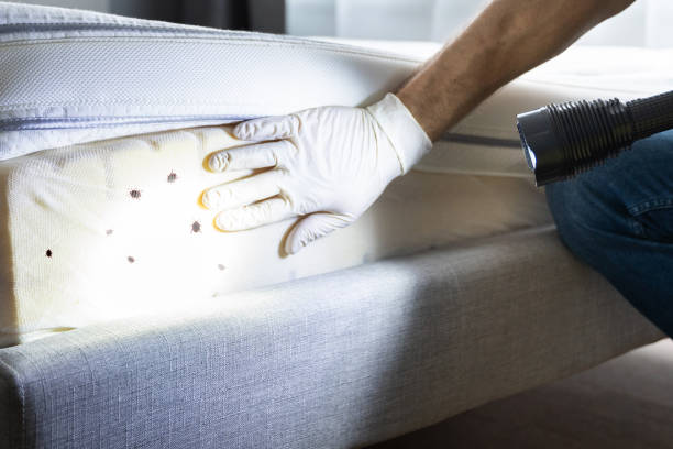 Best Pest Control Treatment  in Scotts Hill, TN