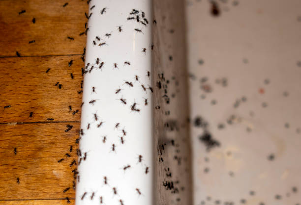 Best Cockroach Control Services  in Scotts Hill, TN