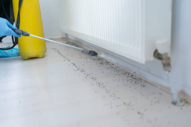 Best Local Pest Control Services  in Scotts Hill, TN