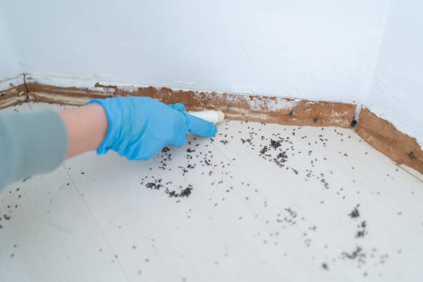 Best Affordable Pest Control Services  in Scotts Hill, TN